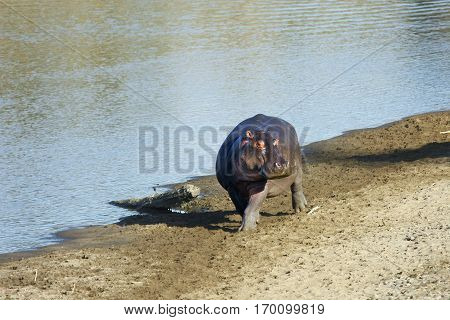 hippo walking along the river bank Kenya Masai Mara