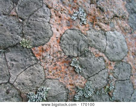 Lichen baggrund