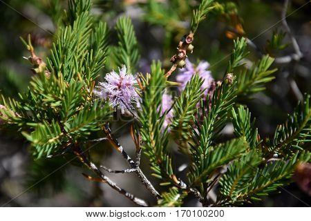 Closeup of a small pink bottle brush. Native australian flower pink bottlebrush shrub flowering. Banksia ericifolia with pink flower.