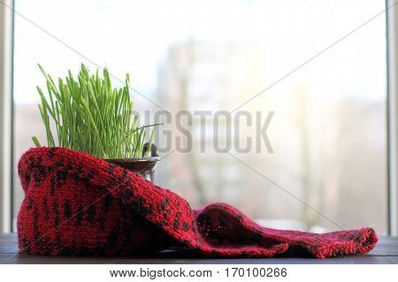 grass in a pot wrapped in a scarf against the window / small green home lawn