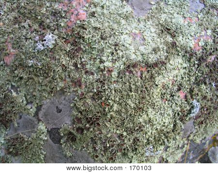 Lichen baggrund