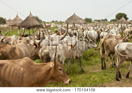 LILIIR, SOUTH SUDAN-JUNE 24, 2012: Unidentified villages herd cattle in South Sudan