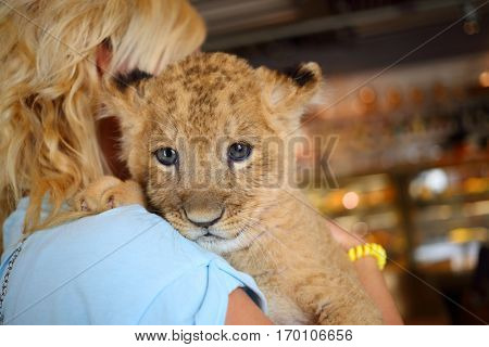 Blonde holds calf of lion on her shoulder, back view, close up