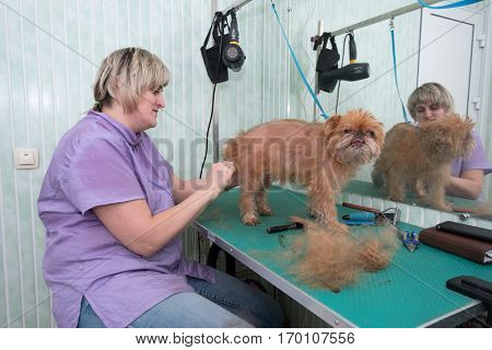 Woman groomer makes trimming Brussels Griffon gog