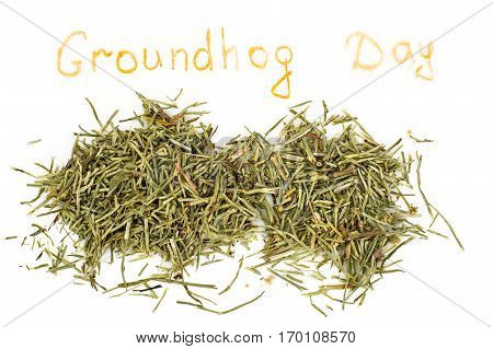 Groundhog Day isolated on white. Studio Photo