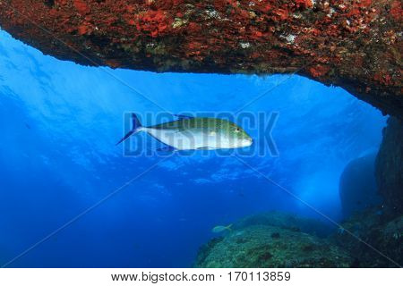 Trevally fish (or Jackfish) hunts underwater