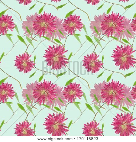 Aster Michaelmas daisy. Colorful texture of pressed dry flowers. Seamless pattern for continuous replicate. Beautiful photo collage.