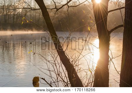 Small pond in hot yellow diffuse morning light
