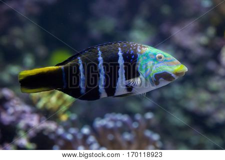 Barred thicklip wrasse (Hemigymnus fasciatus). Marine fish.
