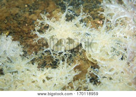 Upside-down jellyfish (Cassiopea andromeda). Sea animal.