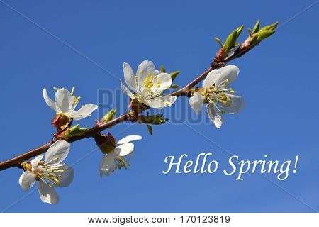 Hello Spring concept. Cherry blossom branch.Sakura on a blue sky background. Spring flowers. Spring background.