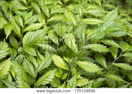 Cluster of green elatostema umbellatum plants in summer