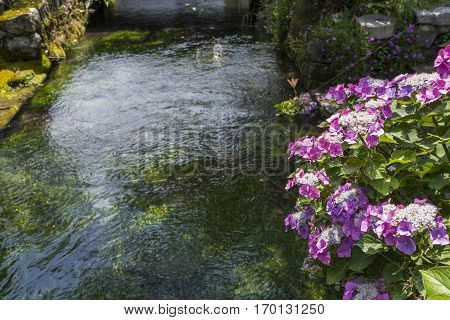 Reddish purple lacecap hydrangea flowers beside water way in Maibara