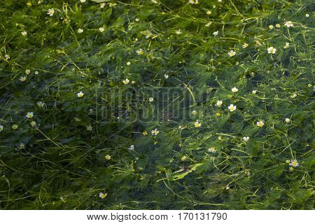 White ranunculus nipponicus flowers on a brook in Maibara, Shiga