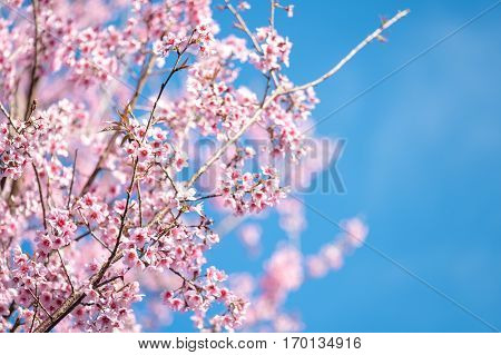 Spring Blooming Cherry Blossom, Pink Flower