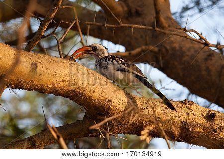 Northern red-billed hornbill perched on a tree at sunset