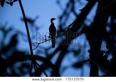 shadow of a cormoran perched in a tree