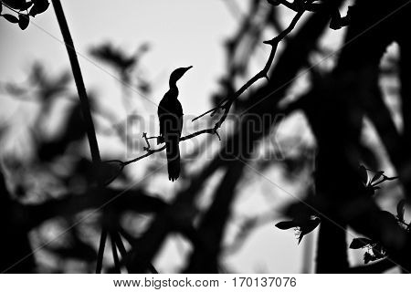 shadow of a cormoran perched in a tree