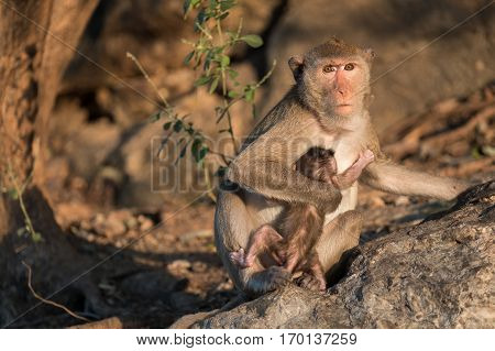 Wildlife monkey with baby in forest. Wildlife animal in Thailand