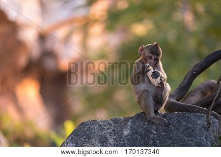Wildlife monkey eating corn in forest. Thailand