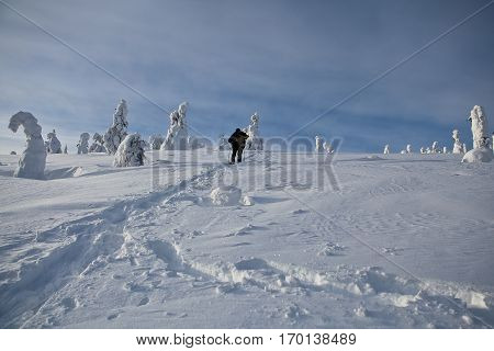 Winter Finnish snowy lanscape with pine trees full of snow and man trekking with snowshoes