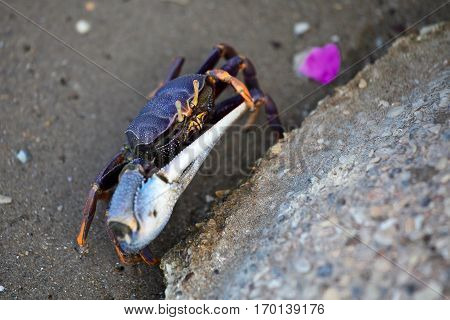 Fiddler crab on the sand viewed from above senegal