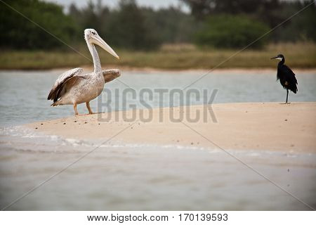 Pelican and black egret on the sand by the shoore, Langue de barbarie Senegal