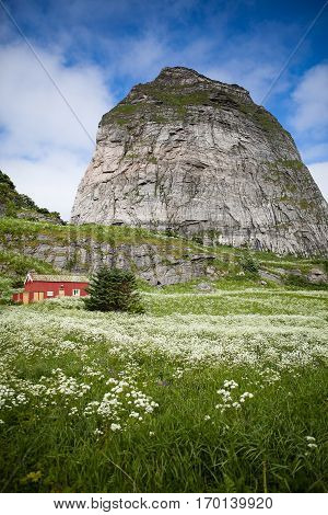 Summer Norwegian Landscape with blooming meadow and a mountain