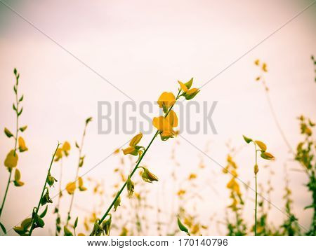 Abstract vintage of sunhemp fiedl for background