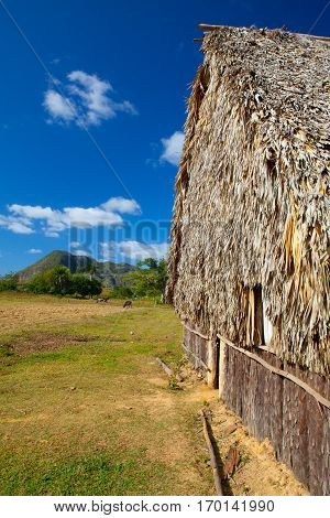 Typical barn on tobacco plantations.Barn used for curing tobacco. The Vinales valley Pinar del Rio Cuba