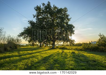 warm spring sunset rays going thorugh the leaves of a tree