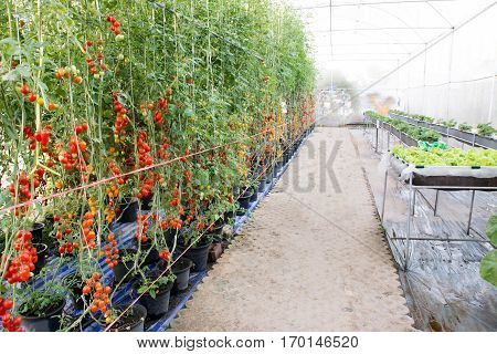 Tomatoes in the garden,Vegetable garden with plants of red tomatoes. Ripe tomatoes on a vine, growing on a garden. Red tomatoes growing on a branch.