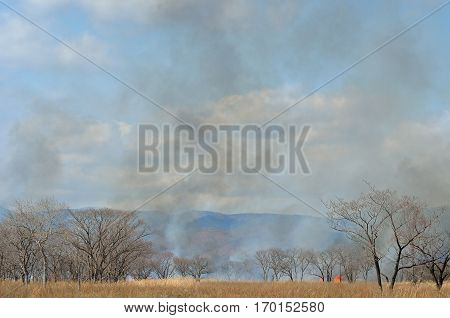 A landscape on brushfire: flame smoke ash trees and sky.