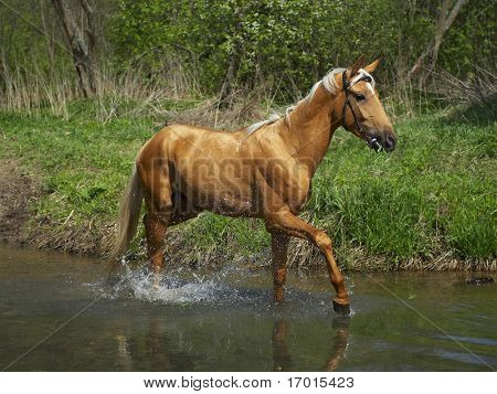 Pferd im Wasser