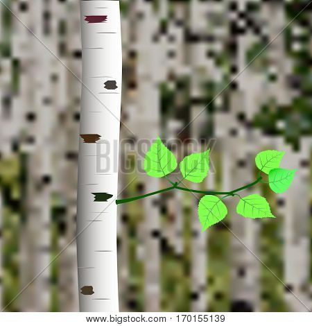 Trunk of birch and small sprig with leaves on grove background