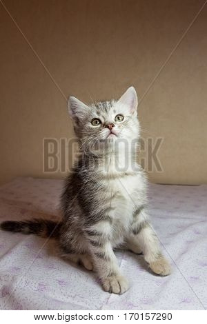 Beautiful grey kitten. British shorthair cat. Russia.
