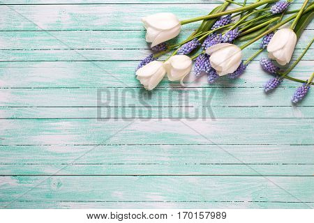 Border from tulips and blue muscaries flowers on turquoise wooden background. Selective focus. Place for text.