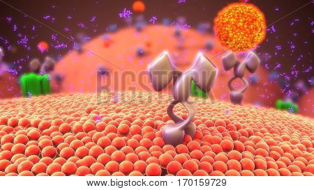 Cell-surface receptors, also known as transmembrane receptors, are cell surface, membrane-anchored, or integral proteins that bind to external ligand molecules. 3D