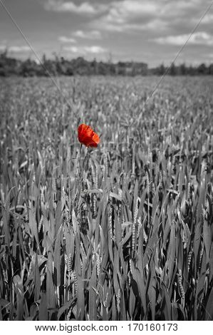 Lonely red possy flower in a green wheat field in black and white
