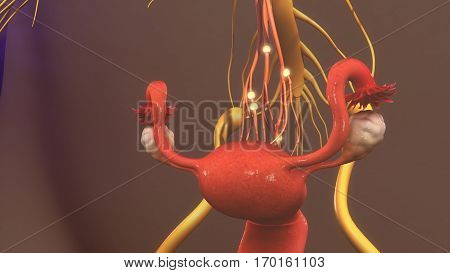 A nerve fiber is a threadlike extension of a nerve cell and consists of an axon and (in some cases) a myelin sheath.