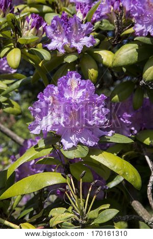 Blooming rhododendron with purple flowers under the sunlight