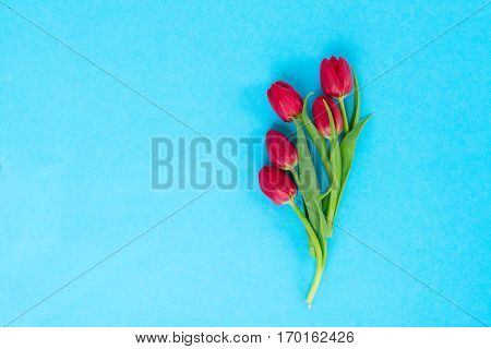 minimalistic posy of tulips on bright blue background