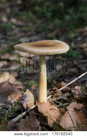 Tawny grisette mushroom in the forest