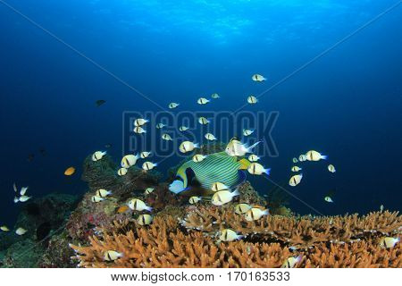 Fish on coral reef