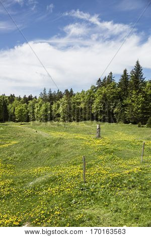 Bucolic mountain landscape with blooming green meadow Jura Switzerland