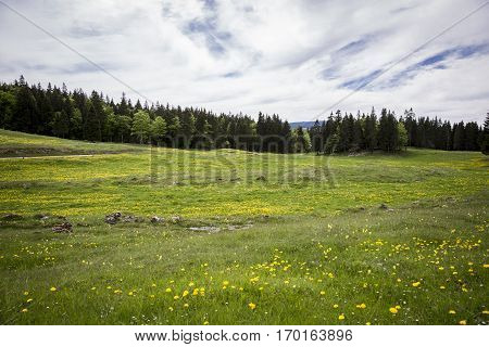 Bucolic mountain landscape with blooming green meadow Jura Switzerland