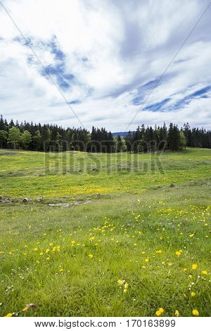 Bucolic mountain landscape with blooming green meadow Jura Switzerland