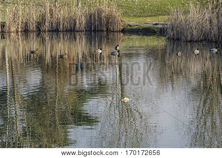Brianza (Lombardy Italy): the little lake into the Park of Grugnotorto at december