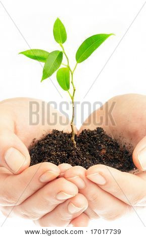 Manos humanas mantener y preservar una planta joven