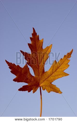 Imagen de una hoja de arce aislado oro